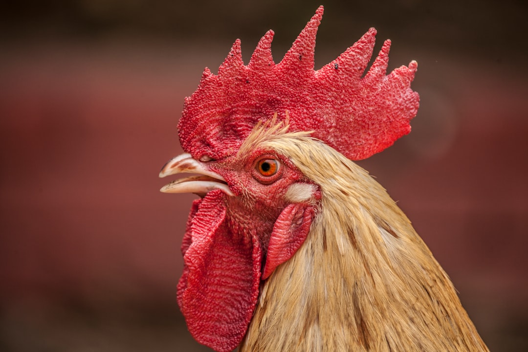 Discover the Beauty of Jubilee Orpington Chickens