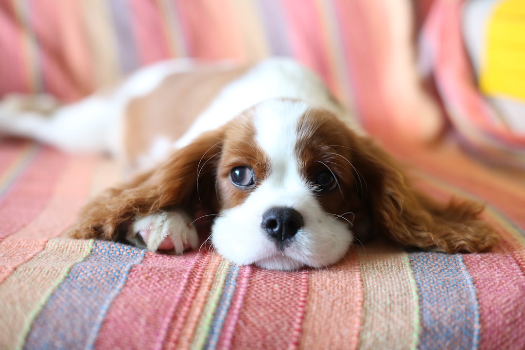 Stylish Short Hair Cavalier King Charles Spaniel